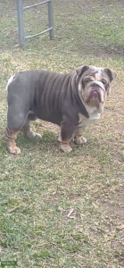 Lilac Tri Merle Listing Image