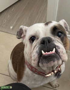 White and Fawn English Bulldog Listing Image