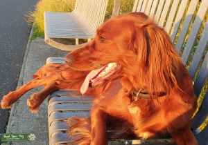 Lovely energetic bitch is looking for male mate Listing Image