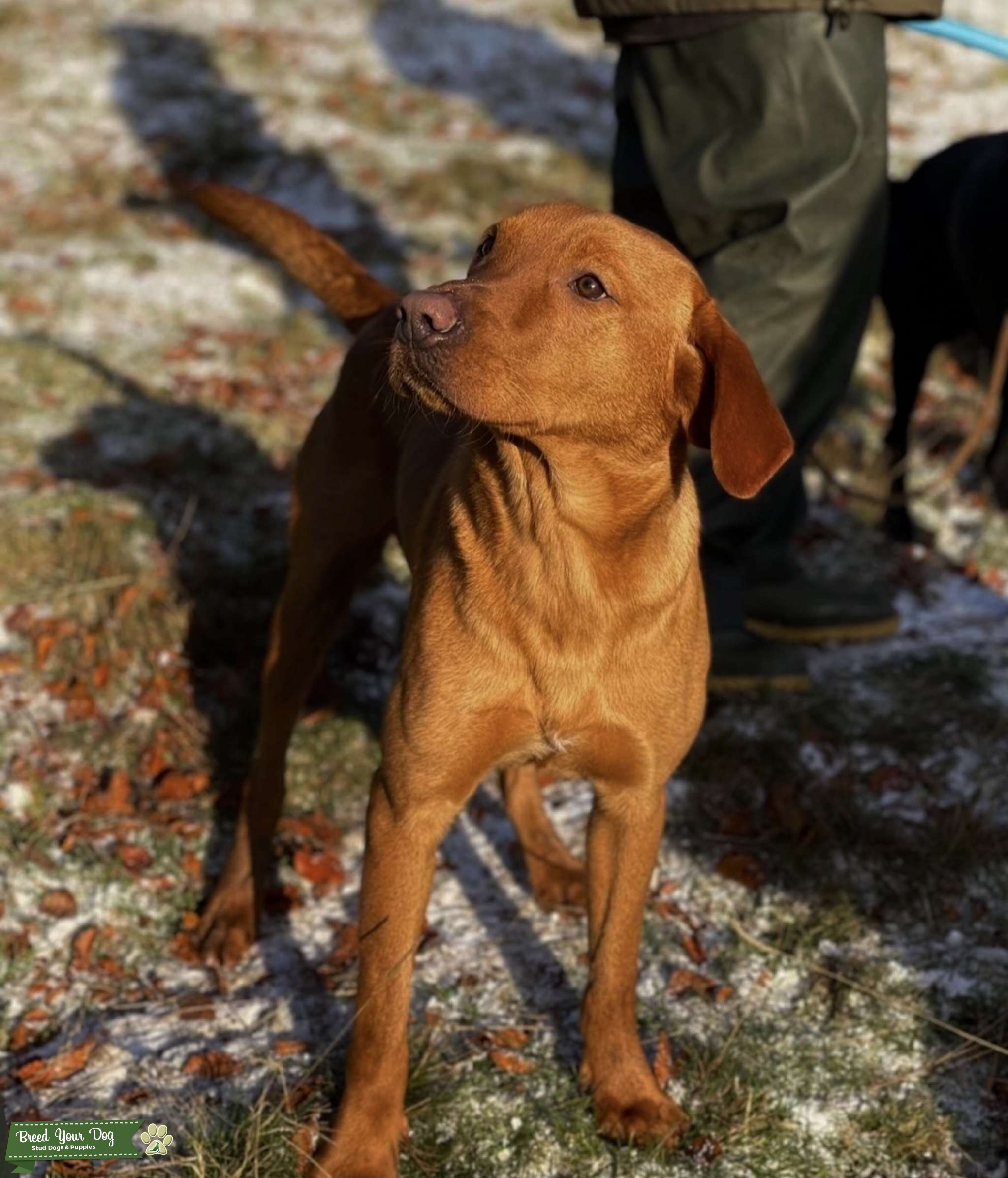 Dark Fox Red Labrador at Stud Stud Dog in North Yorkshire, the United Kingdom Breed Your Dog