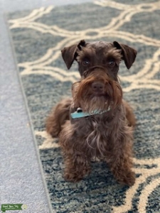 CKC Registered Chocolate  miniature schnauzer stud  Listing Image