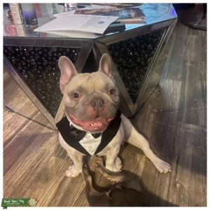 STRONG, ACTIVE LILAC FAWN (AKC REGISTERED) Listing Image