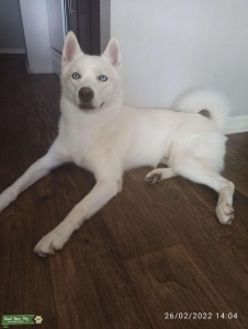 White blue eyes pure breed Husky  Listing Image