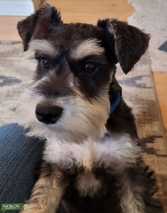 Mini-Scnauzer male ready for lady friend! Listing Image