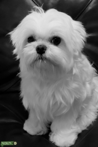 100% Korean Maltese Stud Listing Image