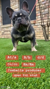 Frenchie stud Listing Image