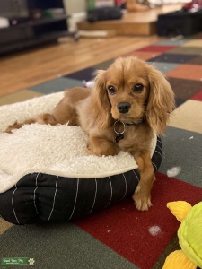 Cavalier King Charles RBY Certified Pedigree Listing Image