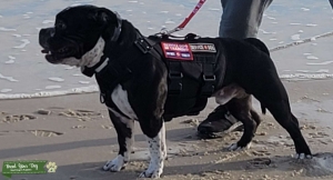 Black and White American Bully Listing Image