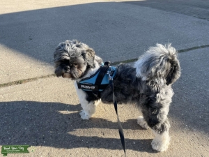 Stunning male Shih Tzu for stud  Listing Image