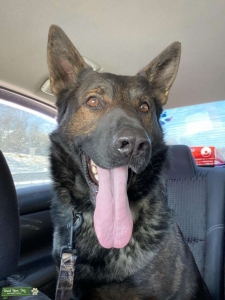 German Shepard Stud Listing Image