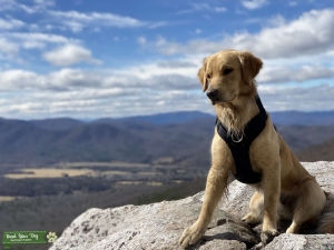 Looking to breed stud  Listing Image