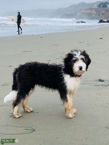 Bernedoodle !! Listing Image