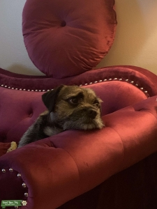 Stud Dog Listing Image