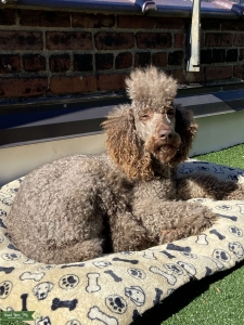 Cafe au Lait Standard Poodle (PROVEN) Listing Image