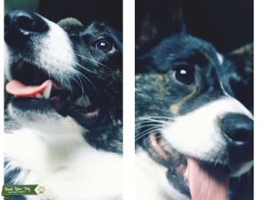 Cardigan Welsh Corgi healthy male for stud, travel Listing Image
