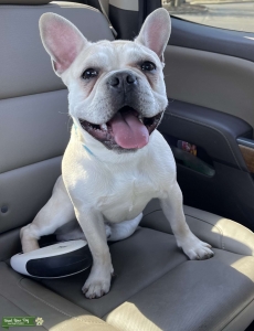 Cream-Fawn French Bulldog Stud available Listing Image