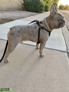 French Bulldog Stud  Listing Image