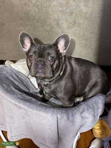 French Bull dog Stud Listing Image