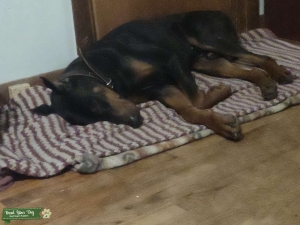 Doberman Pinscher Listing Image