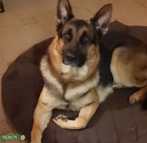 Blk/tan German shepherd  Listing Image