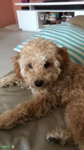 Cream Mini Poodle Listing Image