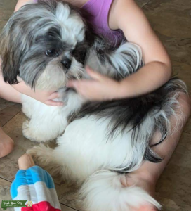 Shih Tzu stud Listing Image