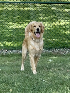 Golden Retriever Male  Listing Image
