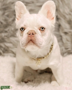 Visual platinum fluffy french bulldog for stud  Listing Image