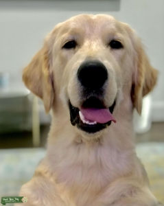Purebred Golden Retriever  Listing Image