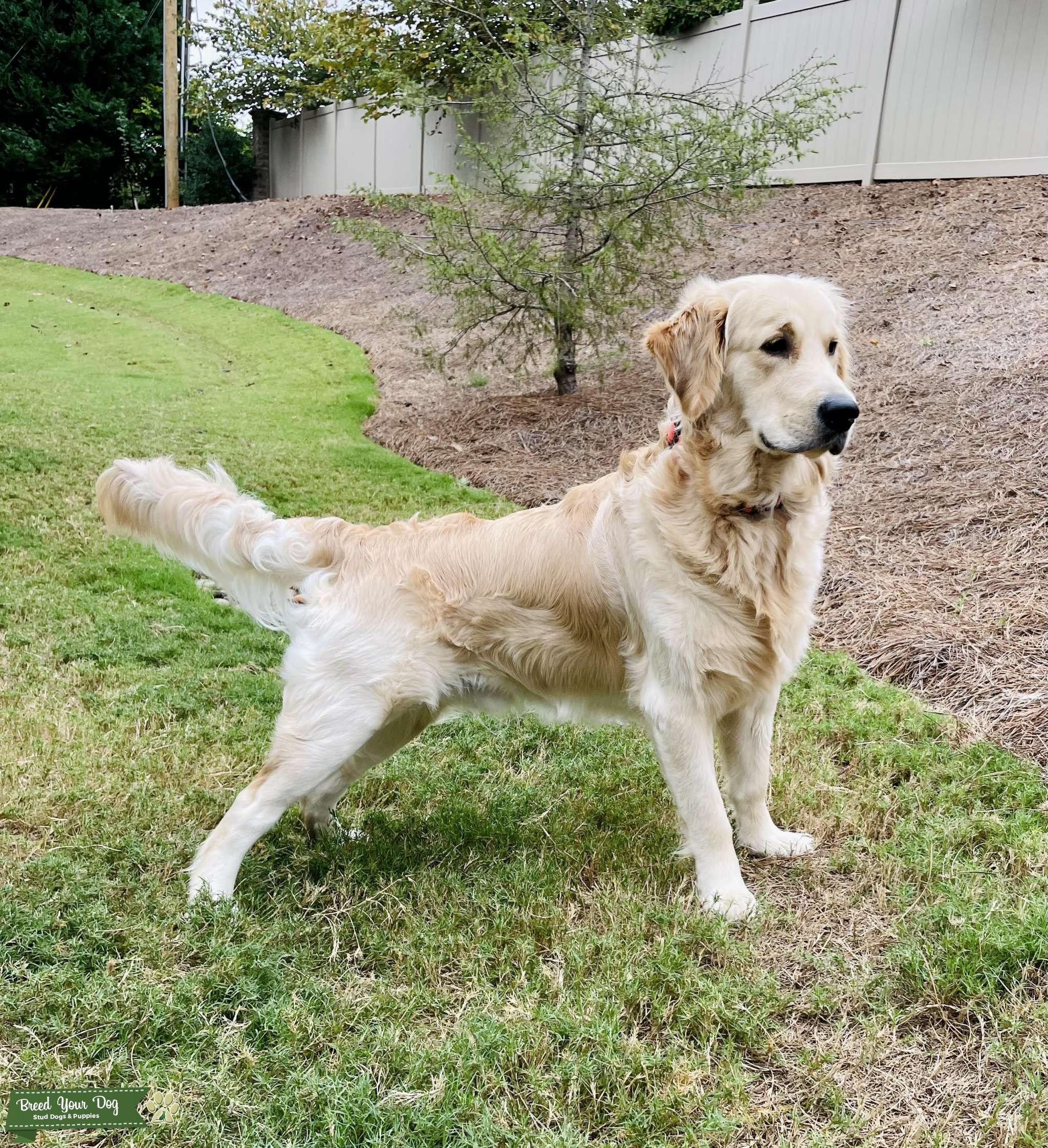 Purebred Golden Retriever Stud Dog in Charlotte, the United States
