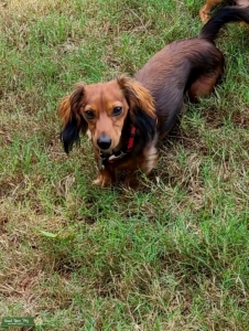 Stud:  Miniature Dachshund smooth, long hair  Listing Image