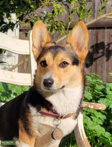Tri Color Female Listing Image
