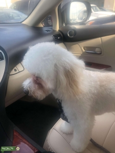 Maltipoo-Max Listing Image