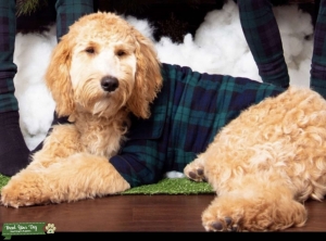 Goldendoodle Stud Listing Image