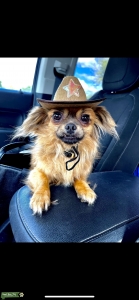 Two year old Long Hair Chihuahua  Listing Image