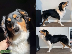 Black Tri Mini Australian Shepherd Listing Image
