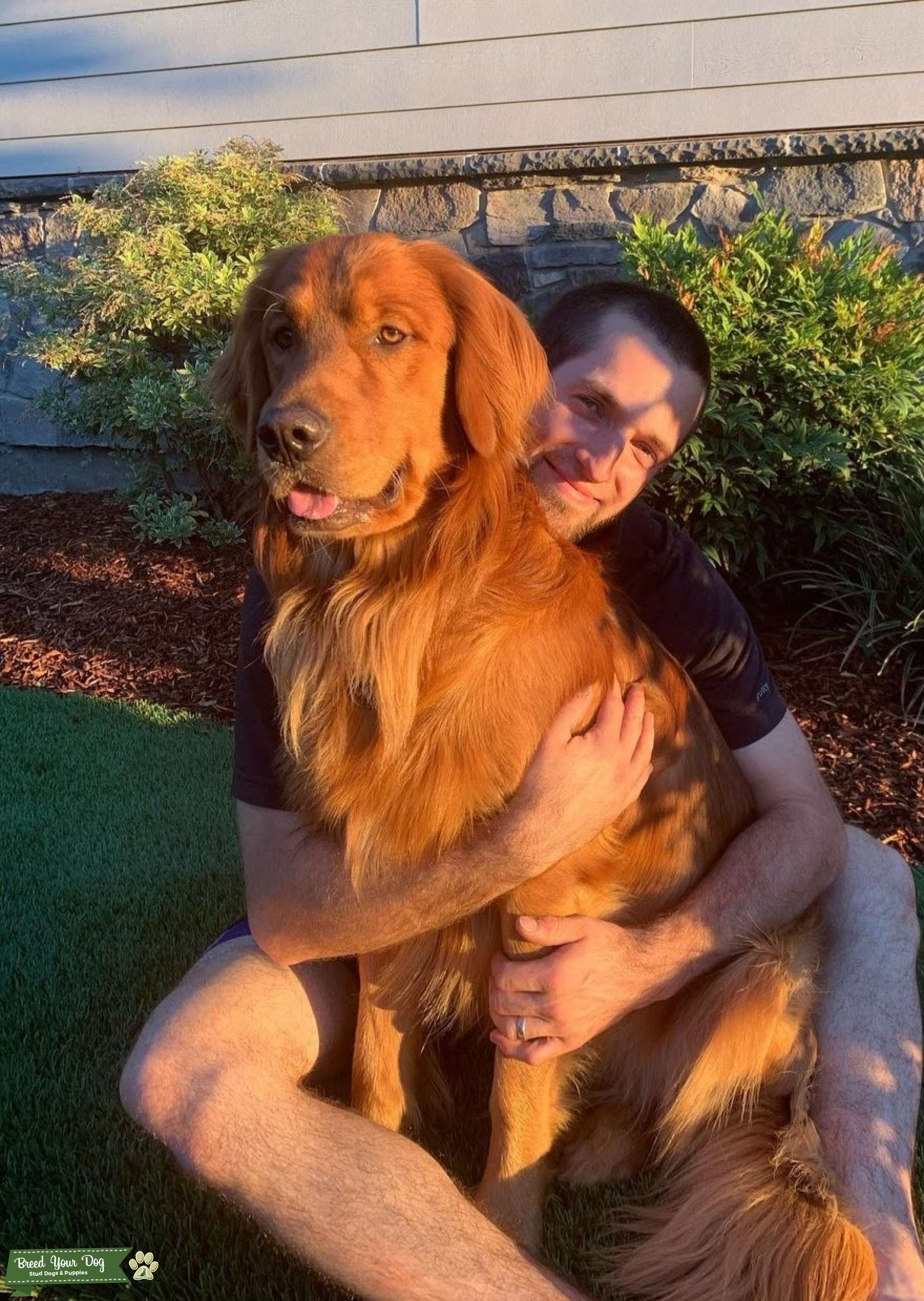 Field Coat Golden Retriever with OFA CHIC Stud Dog in Oregon, the