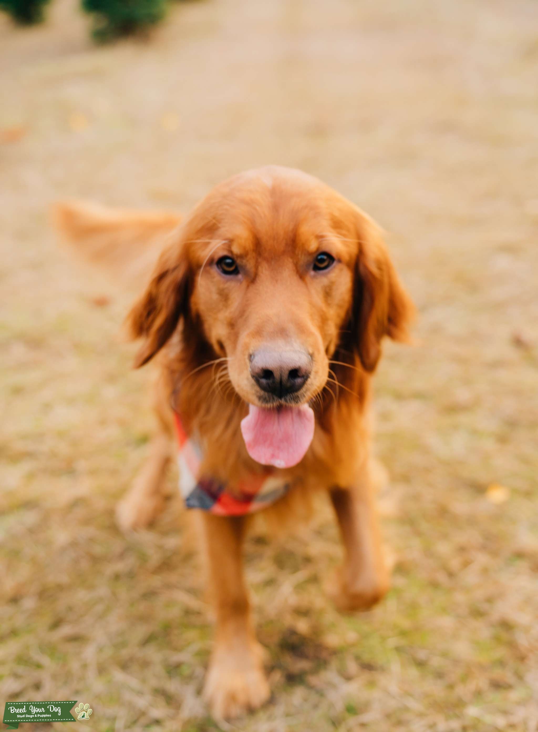 Field Coat Golden Retriever with OFA CHIC Stud Dog in Oregon, the