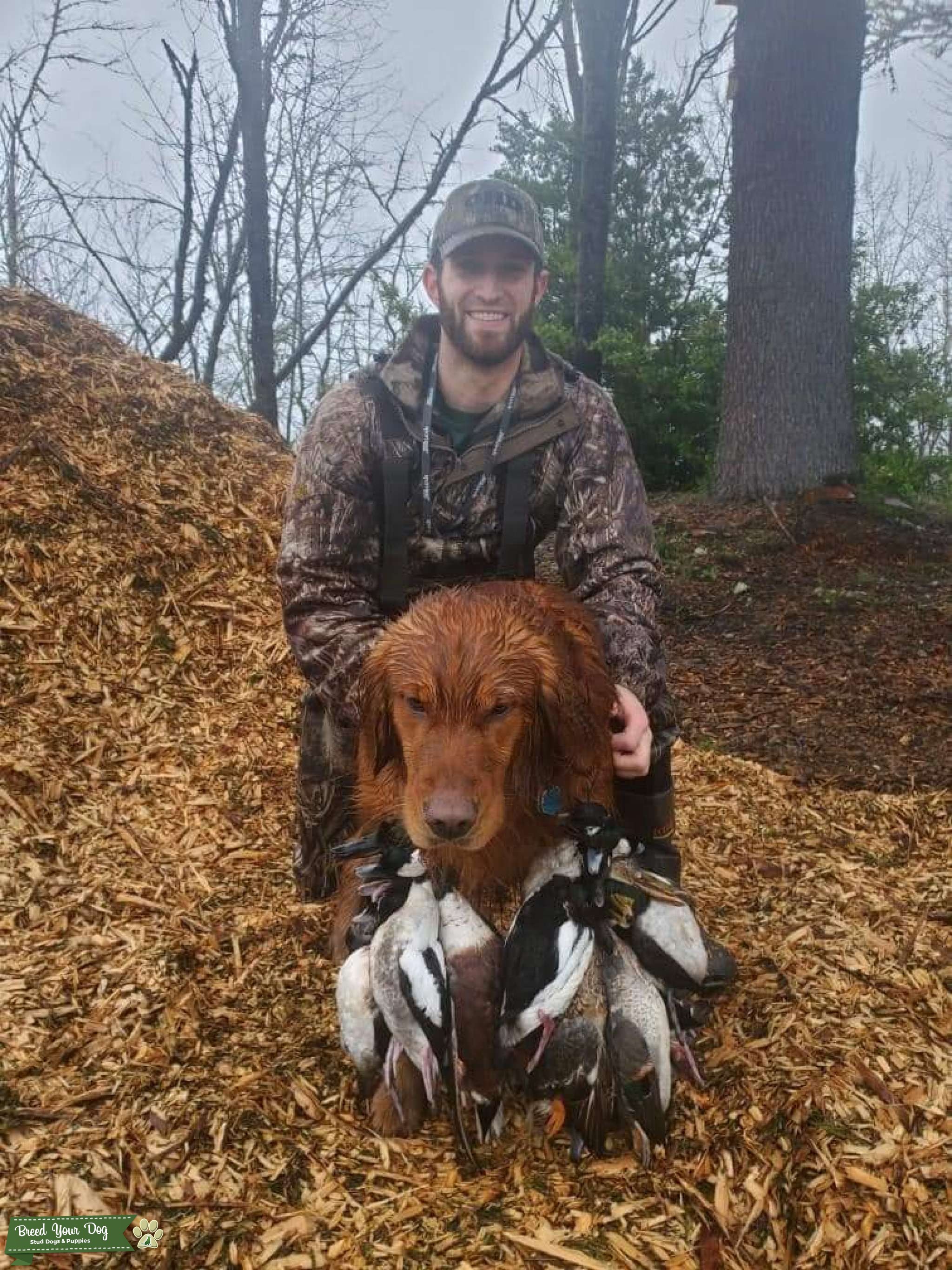Field Coat Golden Retriever with OFA CHIC Stud Dog in Oregon, the
