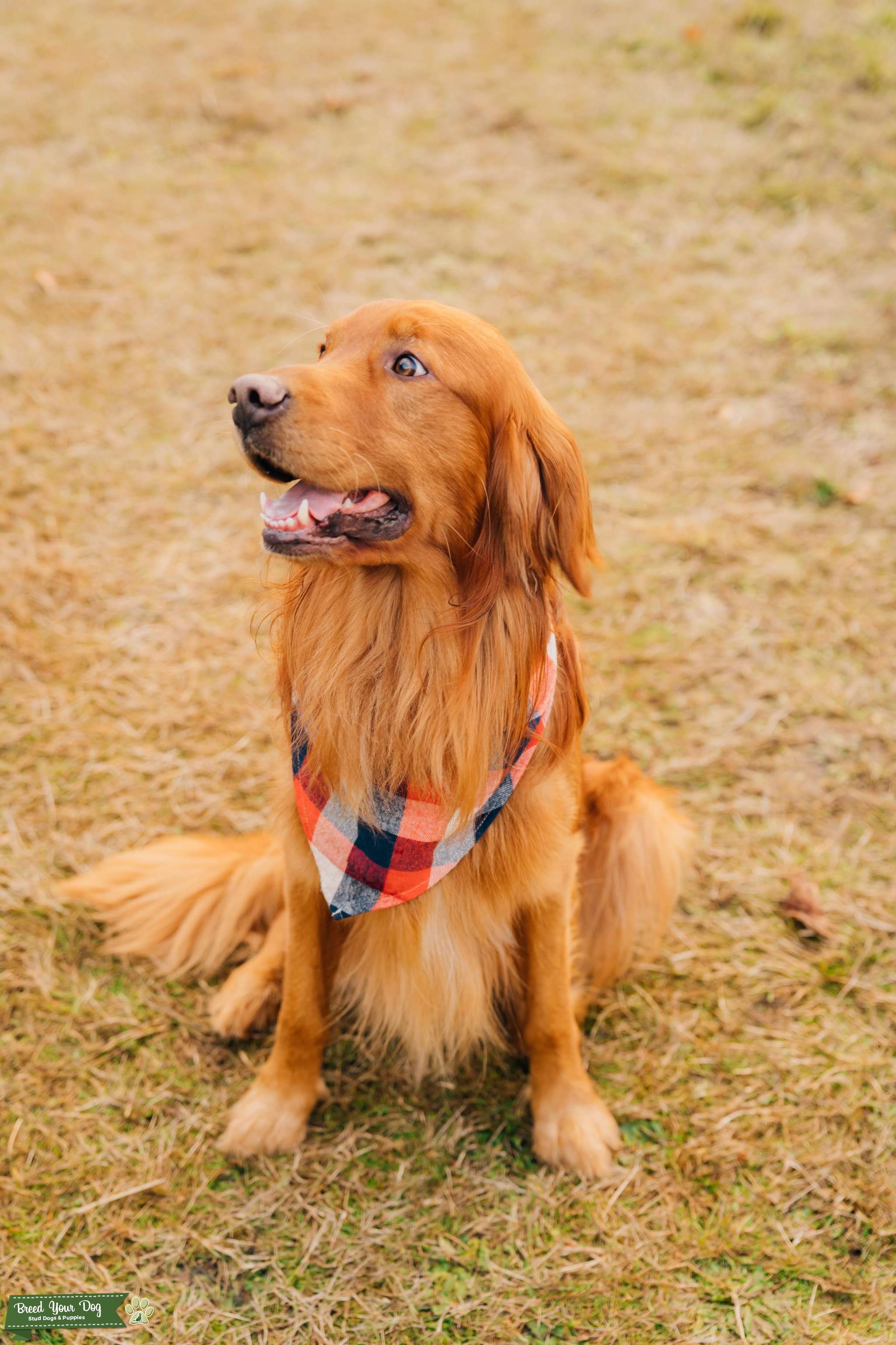 Field Coat Golden Retriever with OFA CHIC Stud Dog in Oregon, the