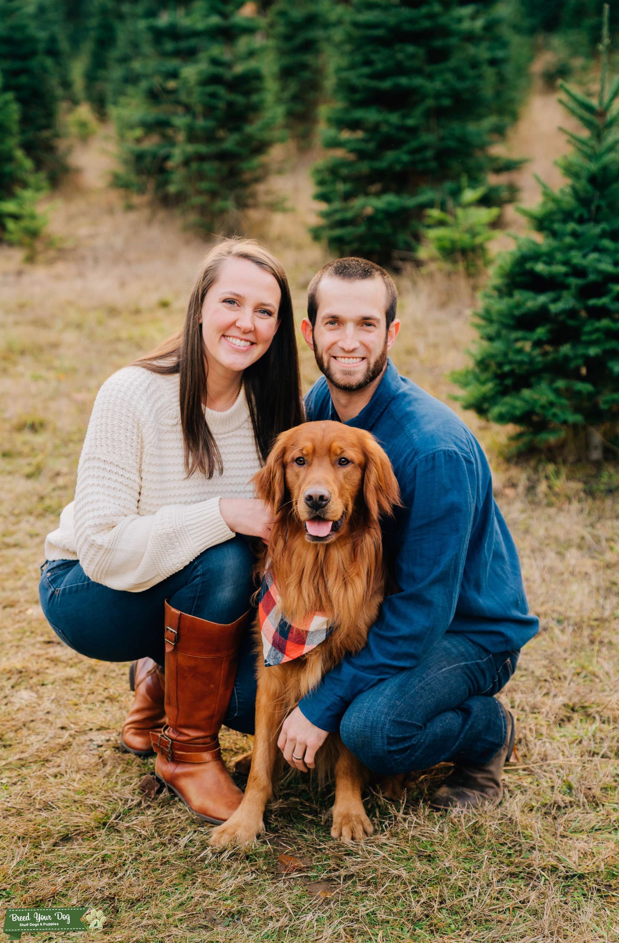 Field Coat Golden Retriever with OFA CHIC Stud Dog in Oregon, the