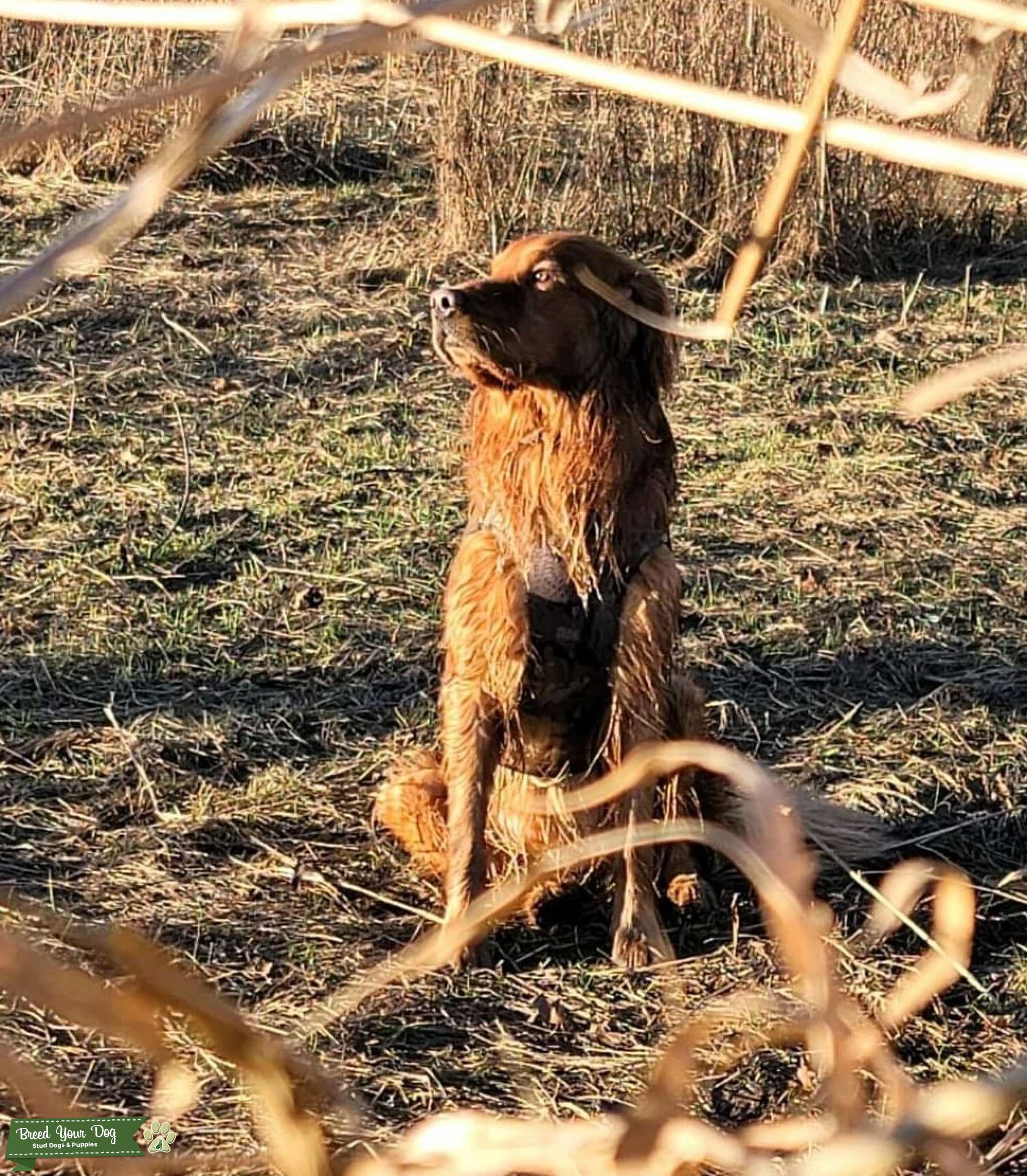 Field Coat Golden Retriever with OFA CHIC Stud Dog in Oregon, the