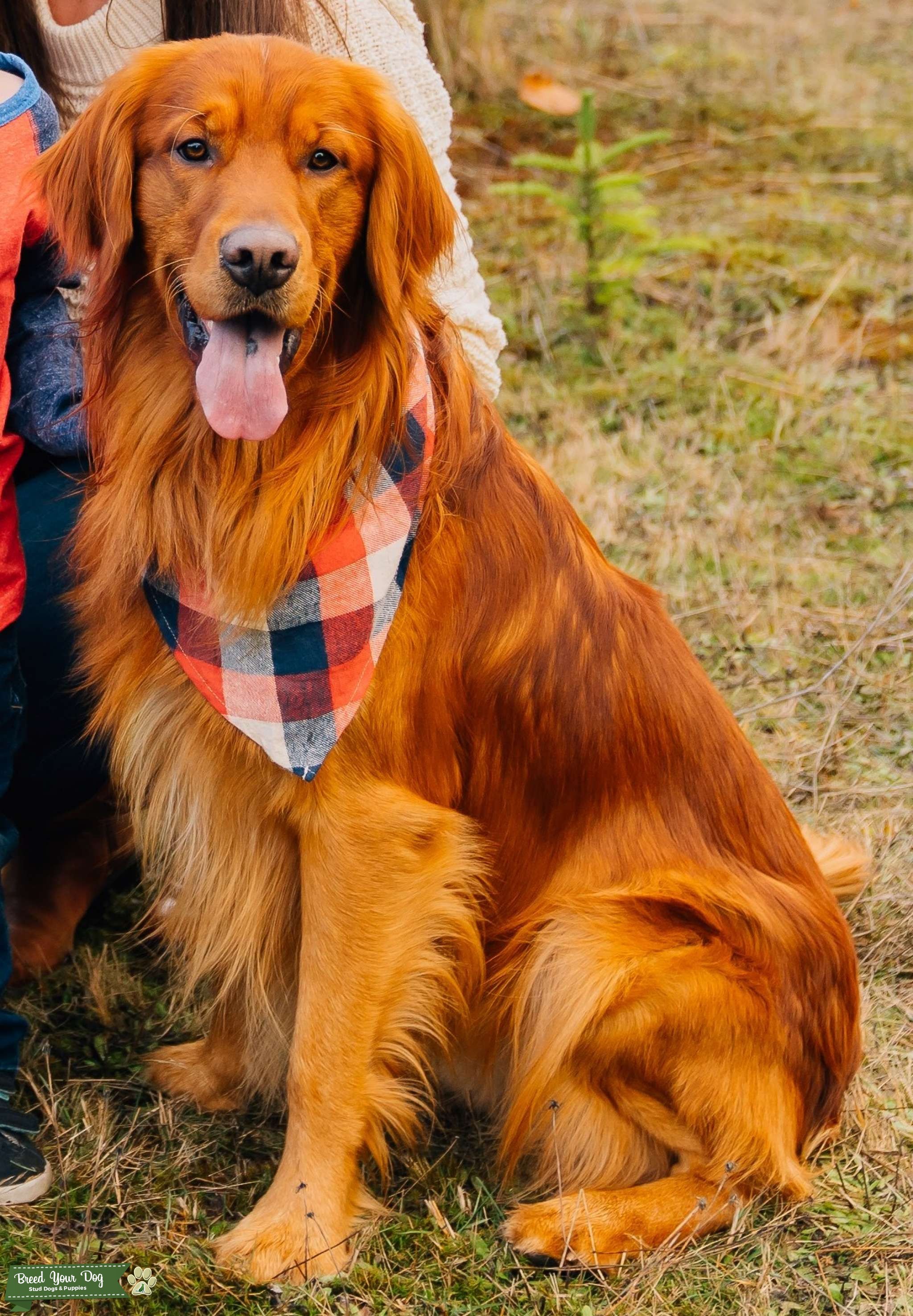 Field Coat Golden Retriever with OFA CHIC Stud Dog in Oregon, the
