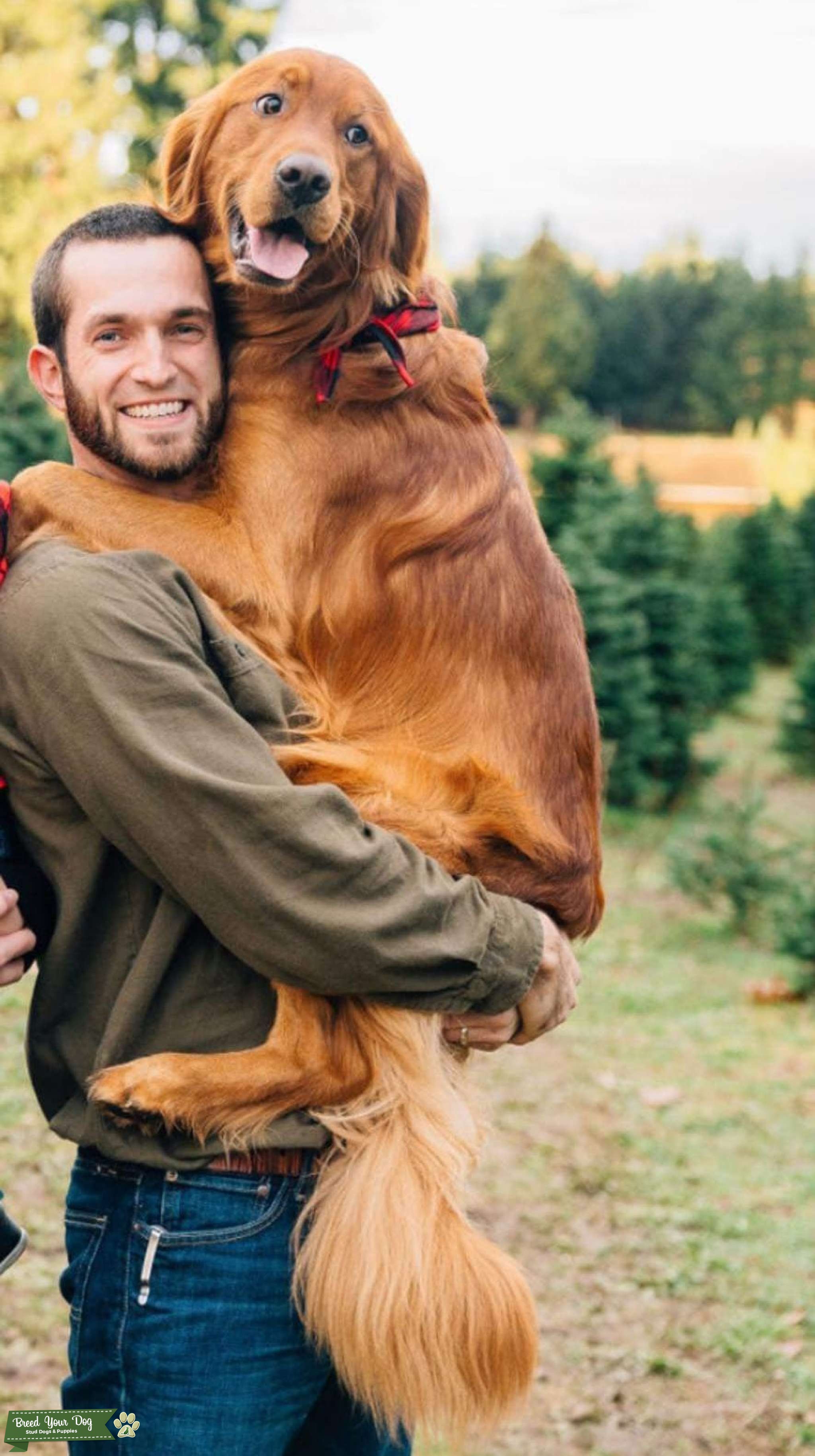 Field Coat Golden Retriever with OFA CHIC Stud Dog in Oregon, the