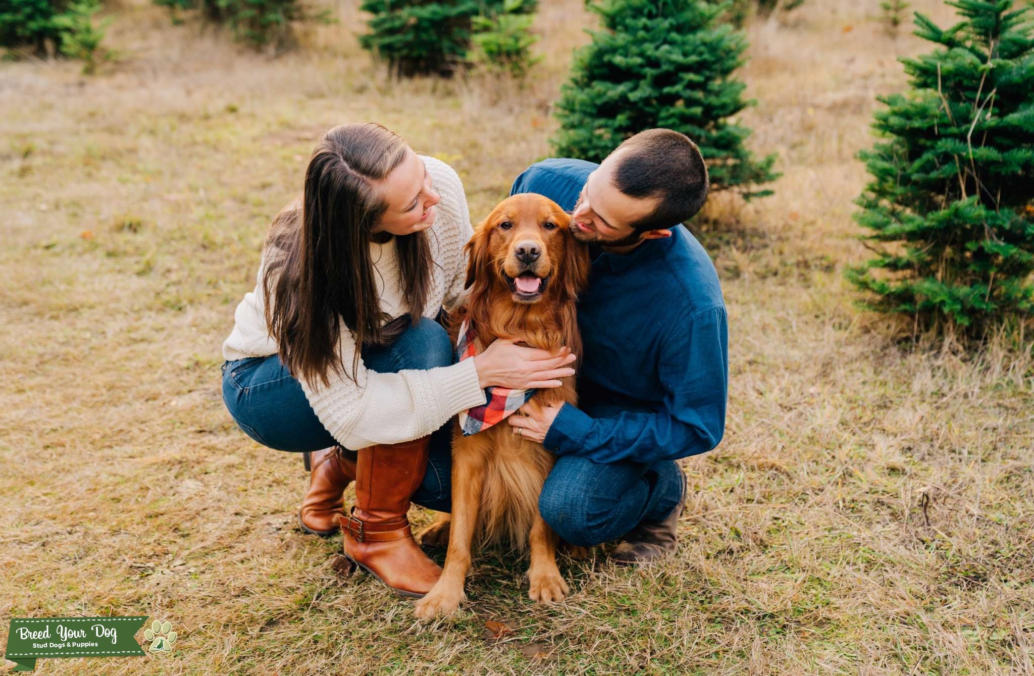 Field Coat Golden Retriever with OFA CHIC Stud Dog in Oregon, the