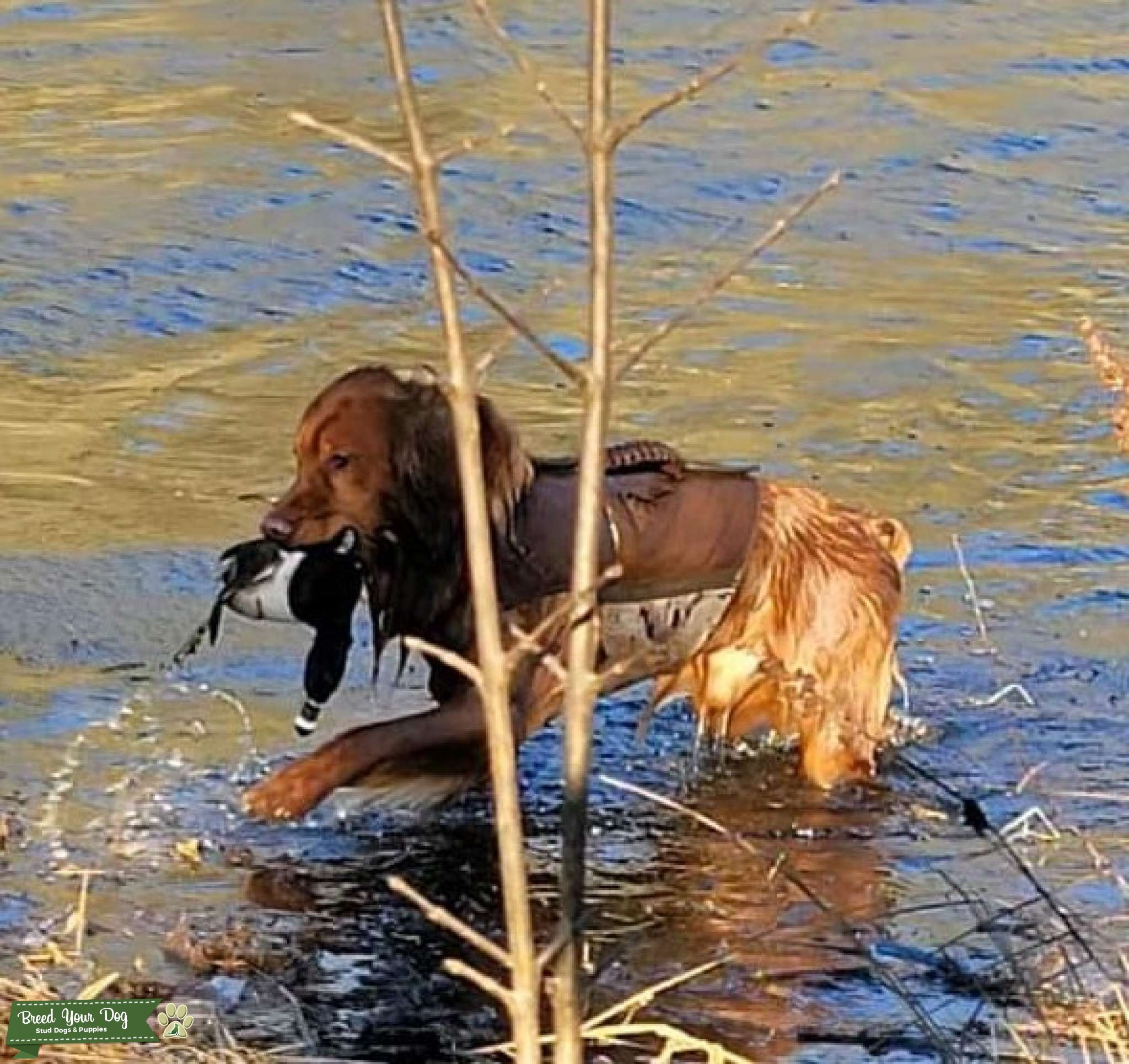 Field Coat Golden Retriever with OFA CHIC Stud Dog in Oregon, the