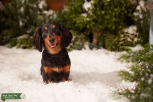 Long Hair Mini Dachshund Stud Listing Image