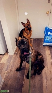 Cane Corso Stud Listing Image