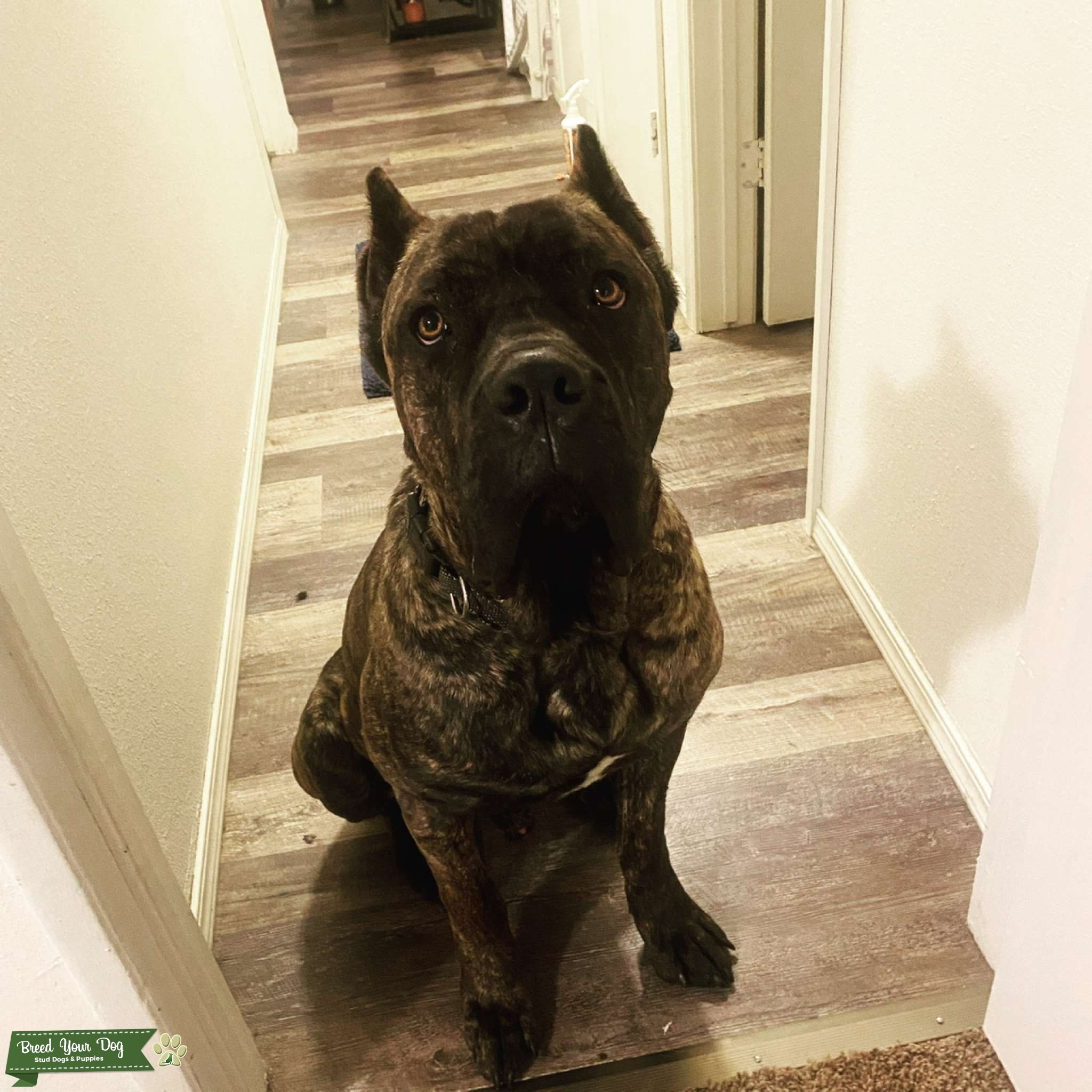 Cane Corso Stud Stud Dog in Washington, United States Breed Your Dog