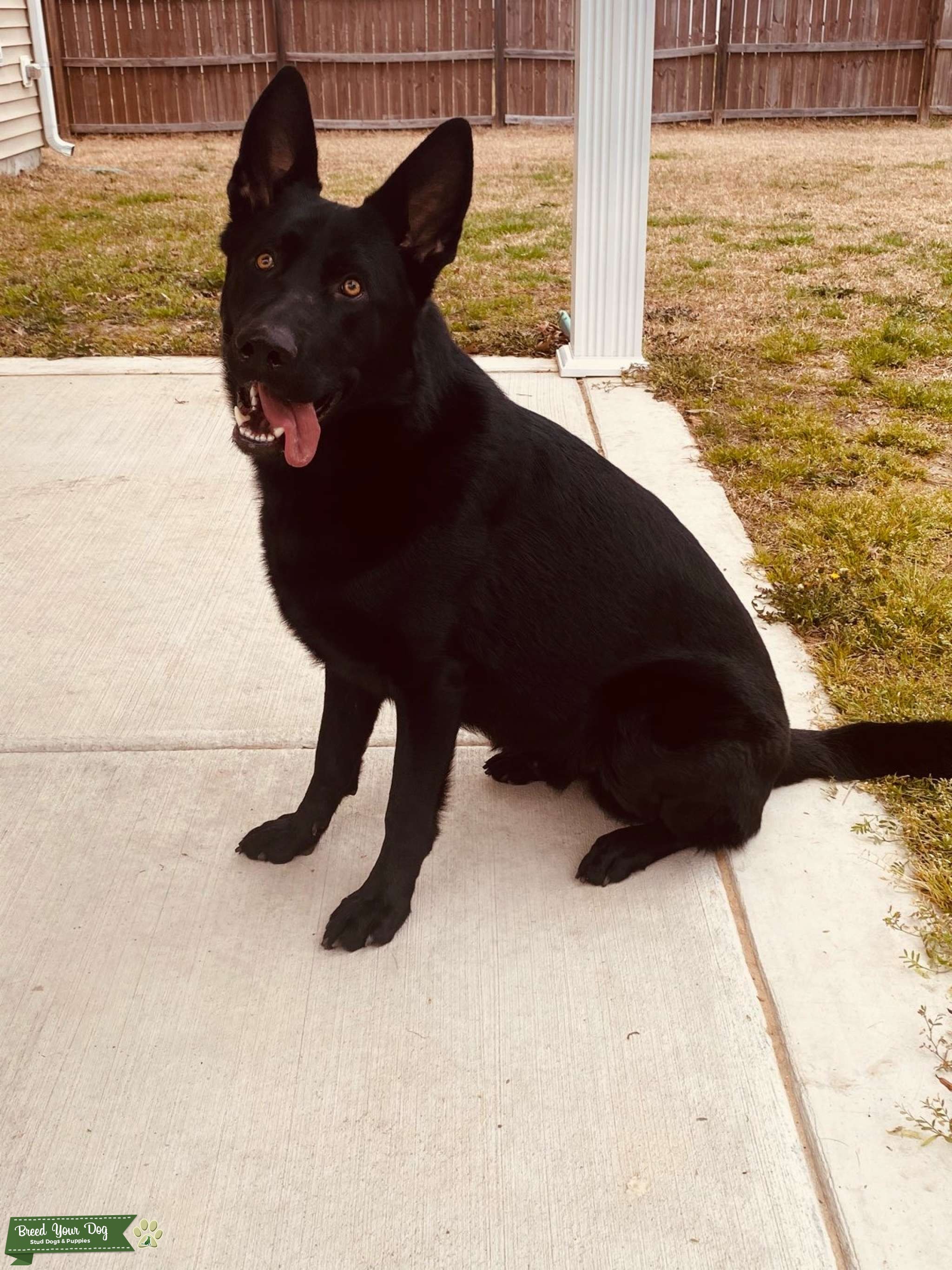 GSD Working Line (Black) Stud Dog in DC, United States Breed Your Dog